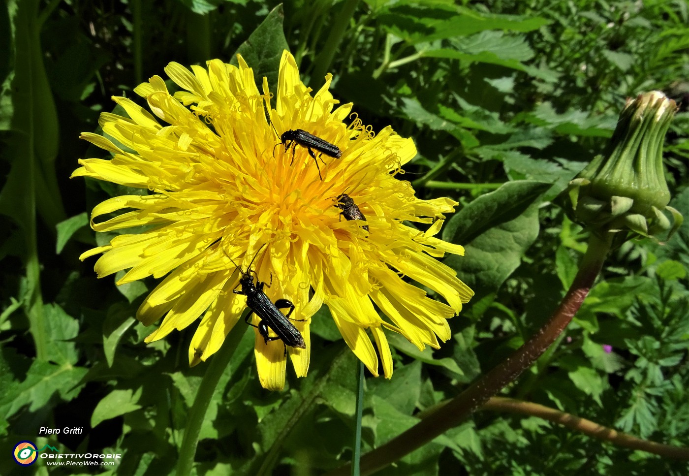 17 Fiore di tarassaco con ospiti.JPG